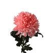 Хризантемы